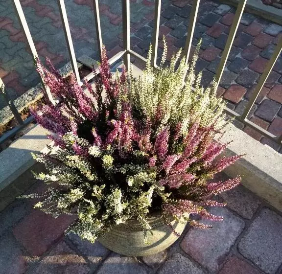 ベッドアンドブレックファースト Birgittagården   Gästhem   Birgittasystrarna