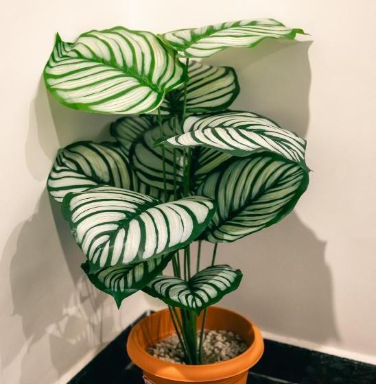 Отель Evershine Stay