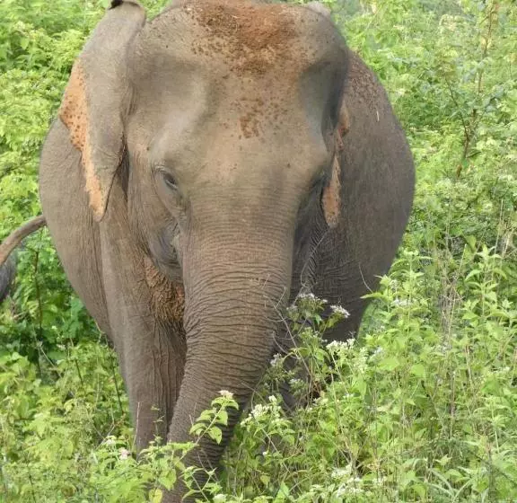 Hotelli Wild Animal Viewpoint Udawalwe