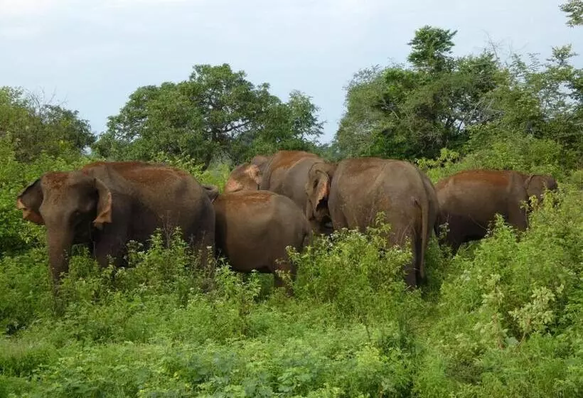Hotelli Wild Animal Viewpoint Udawalwe
