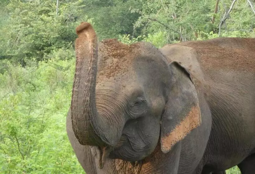 Hotelli Wild Animal Viewpoint Udawalwe