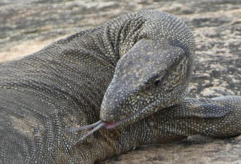 בית מלון כפרי Wild Animal Viewpoint Udawalwe