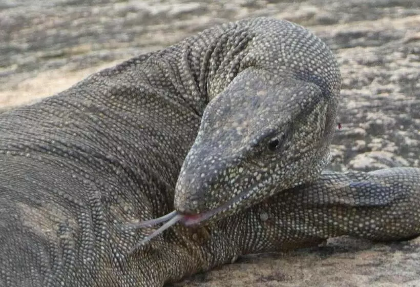 Hotelli Wild Animal Viewpoint Udawalwe