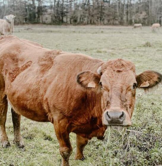 Pensão Casa Do Cuco   Rural House