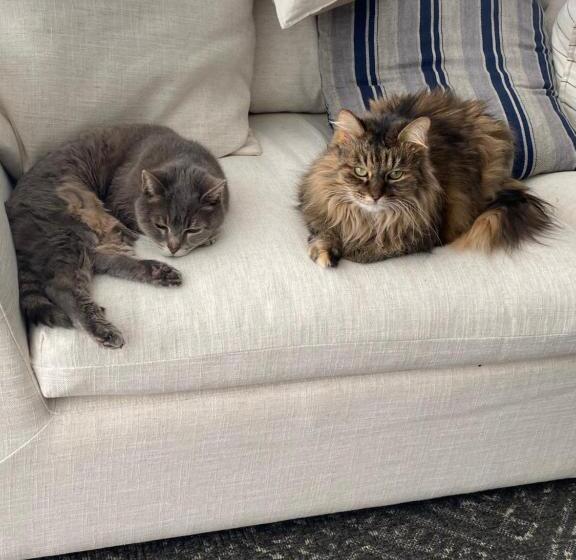 Pensão It S Paradise Here, Private Room With Breakfast And 2 Cats