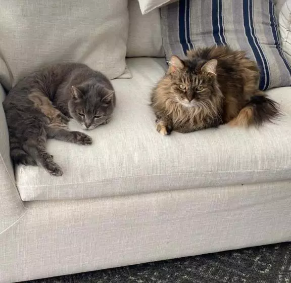 Majatalo It S Paradise Here, Private Room With Breakfast And 2 Cats