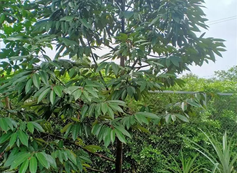 Minton Resort มิลตั้น รีสอร์ท