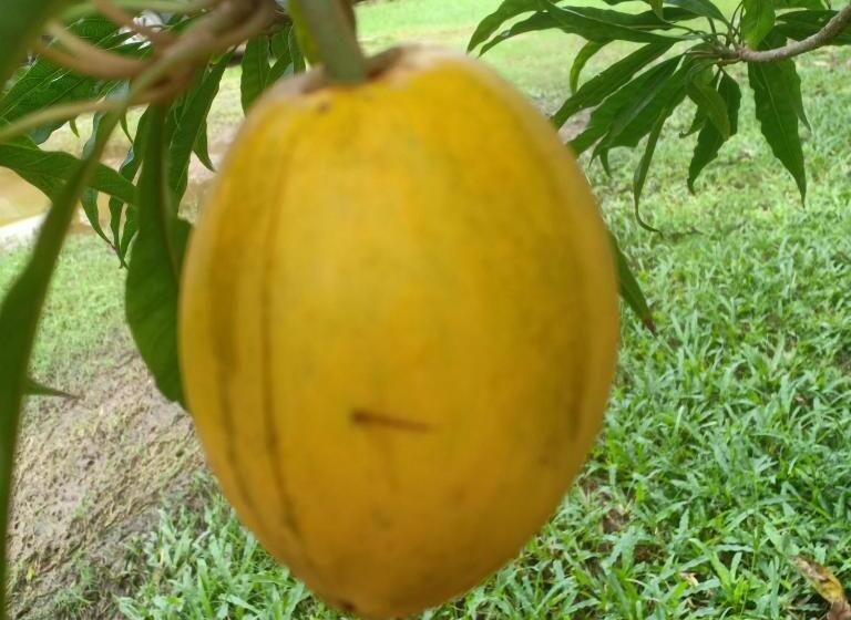 Minton Resort มิลตั้น รีสอร์ท