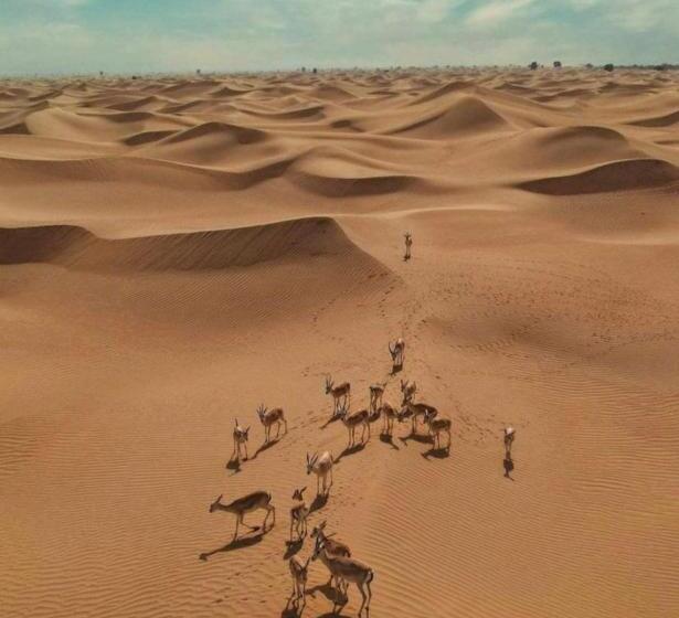 Hotell Desert Galaxy Camp