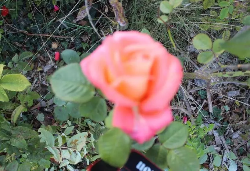 Aamiaismajoitus (B&B) La Trémouchère