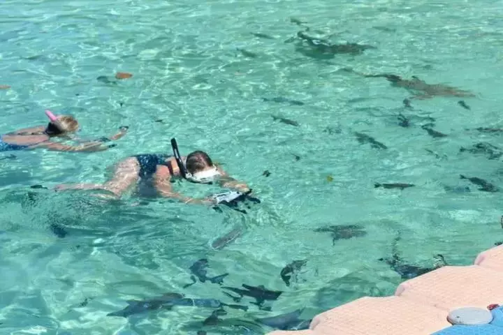 ペンション David Homestay Raja Ampat