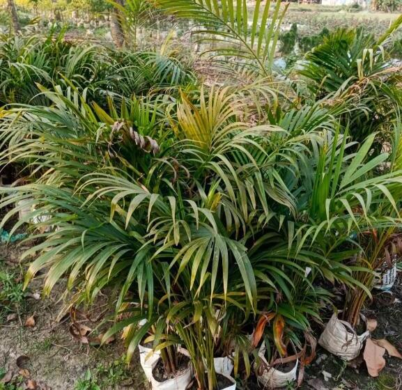 Selvas Eden Resort With River View Near Boat House