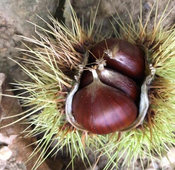 住宿加早餐 Casa Tipica Arbedese