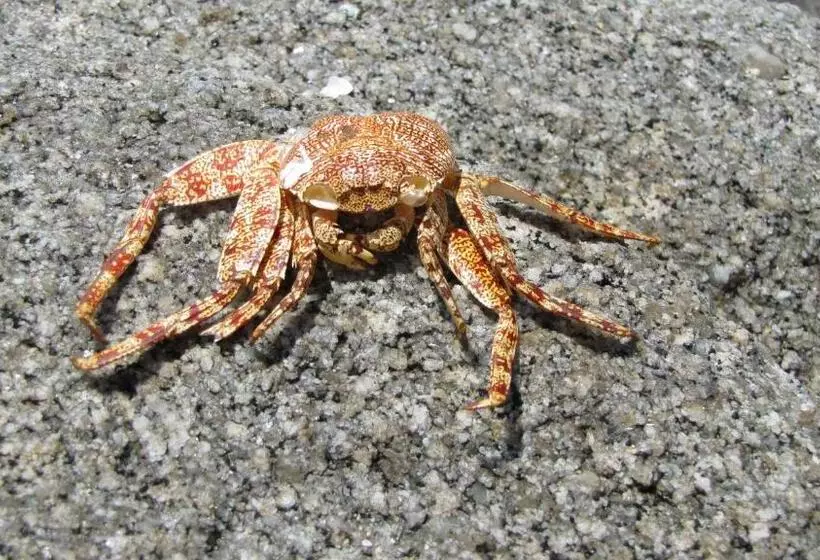 Majatalo Room In House   Double Bed, Queen Size, Small Kitchen, Terrace, Wi Fi  Air Condition