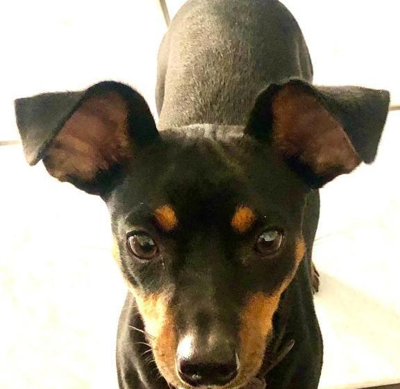 호텔 Camelot Waterfront Inn