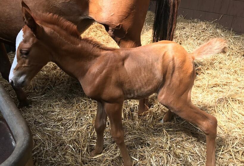 בית מלון כפרי Country Inn Suiten