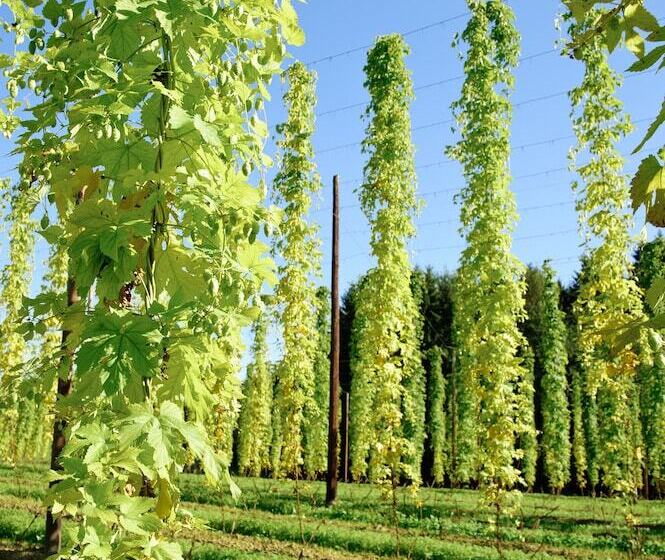 בית מלון כפרי Green Deer Bavarian