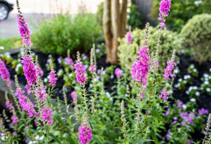 酒店 Harris House By The Beach