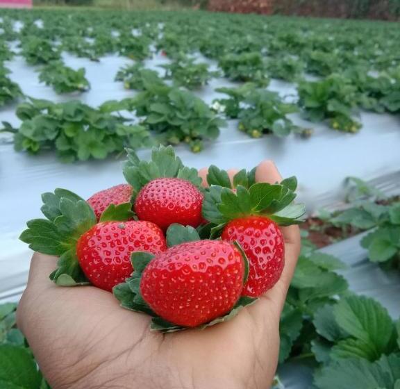 ホテル Natures Living Agro Tourism