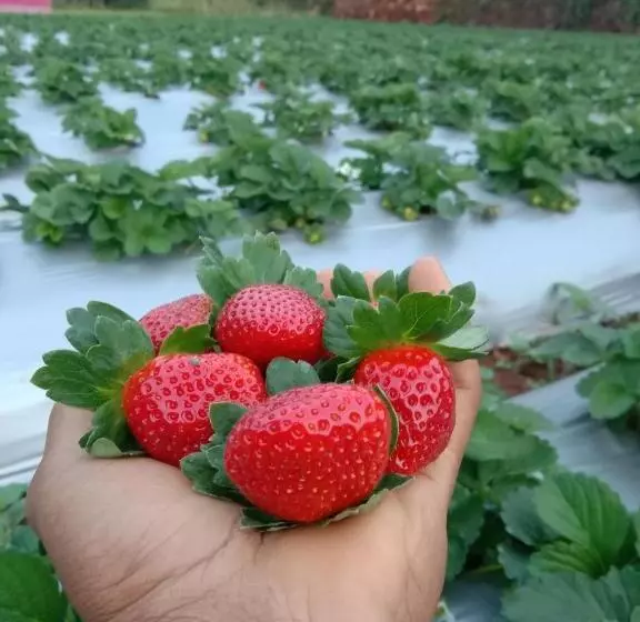 ホテル Natures Living Agro Tourism