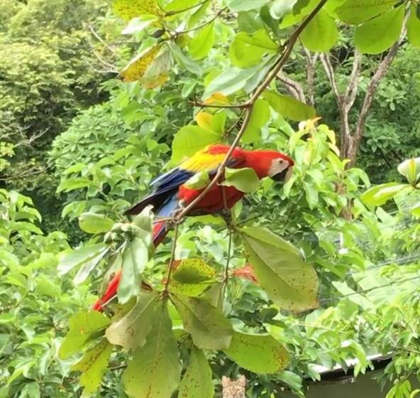 Pension Passiflora Backpackers Samara