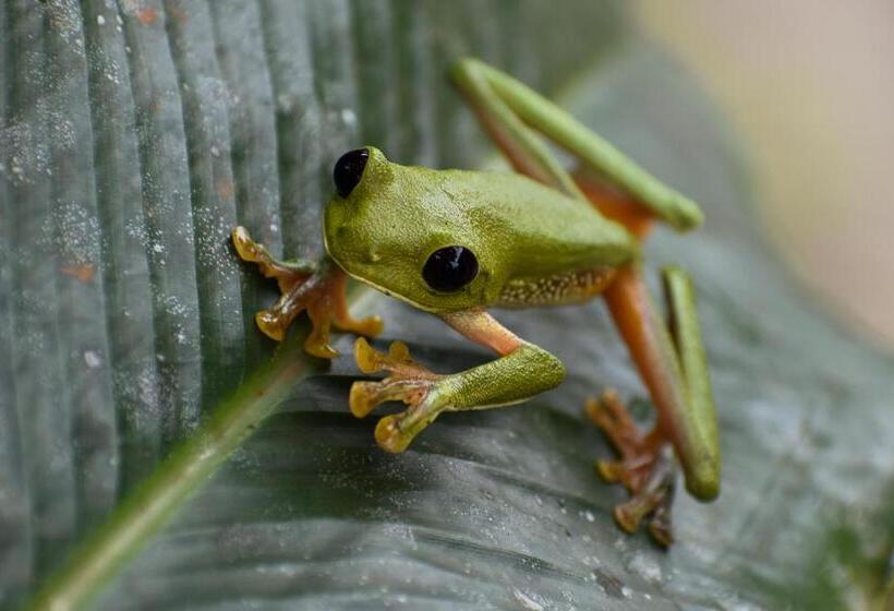 Pension Hostal Bahía Solano Herping