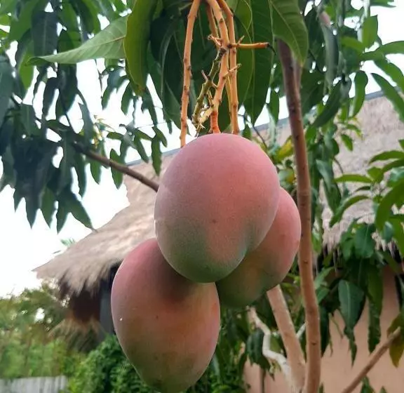 ベッドアンドブレックファースト Jeju Cottages