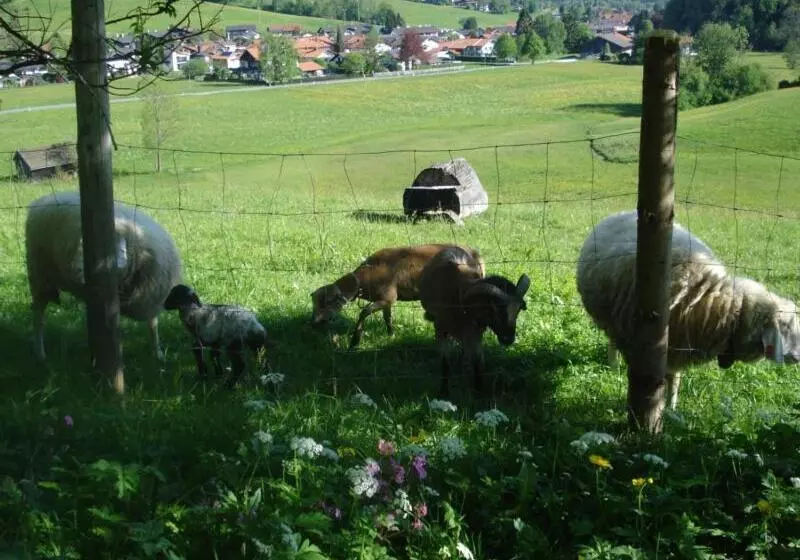 هتل Schneider Hof