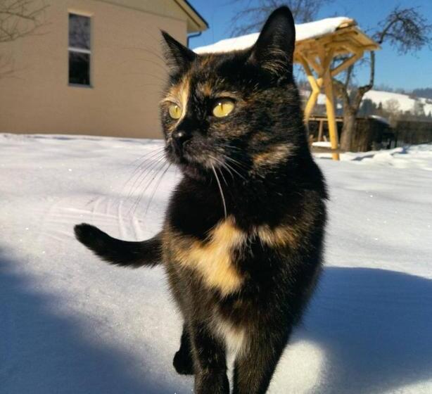 Pensiune еко садиба сова бубу