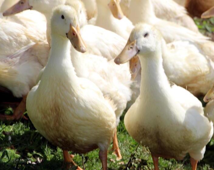 Отель Lindlhof Fam. Taferner