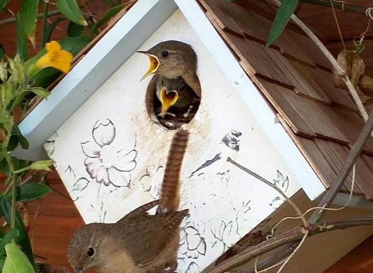 فندق Shangrila Tunquen