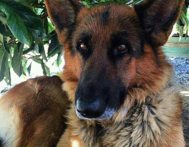 فندق Shangrila Tunquen