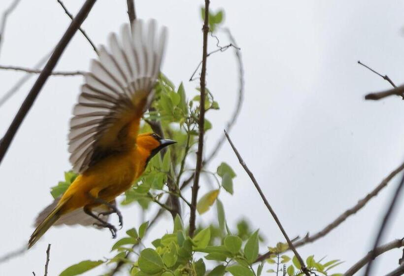 پانسیون Centro Ecoturístico Flor De Pochote