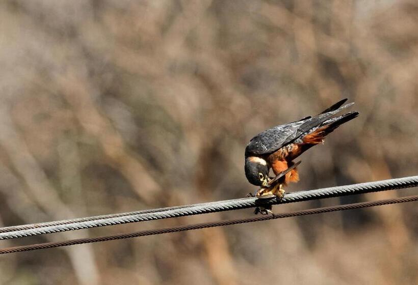 پانسیون Centro Ecoturístico Flor De Pochote