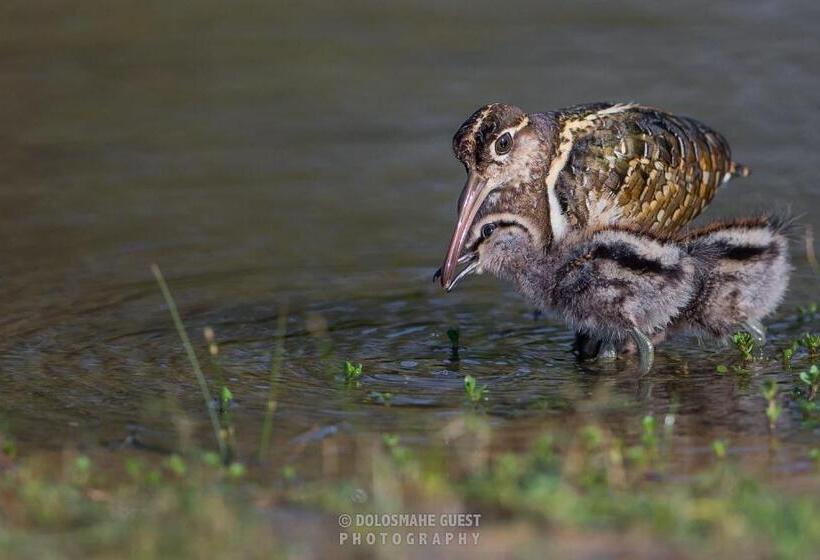 膳宿费 Wilpattu Dolosmahe