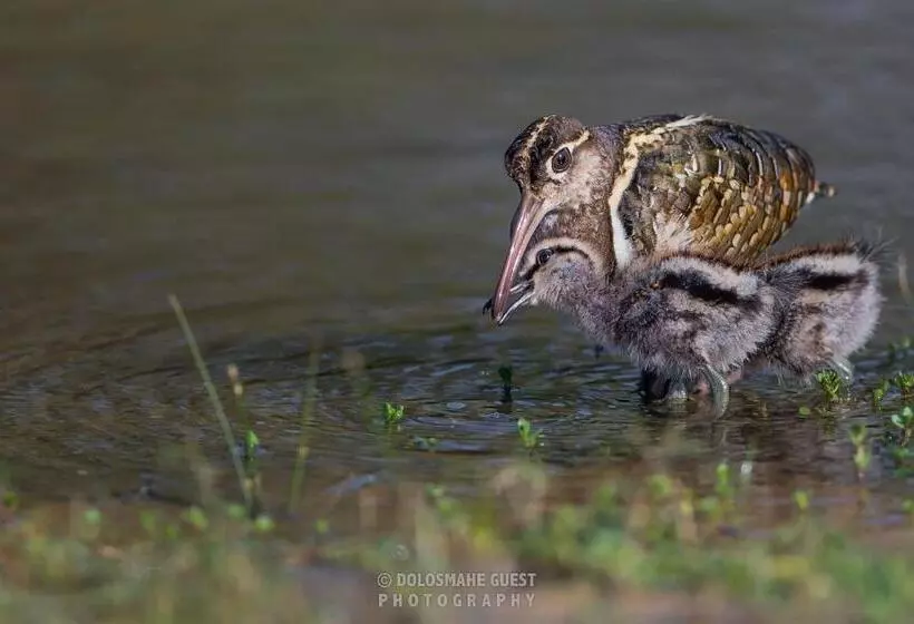Majatalo Wilpattu Dolosmahe