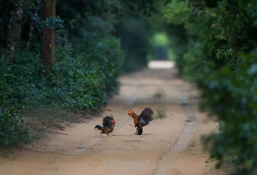 Majatalo Wilpattu Dolosmahe