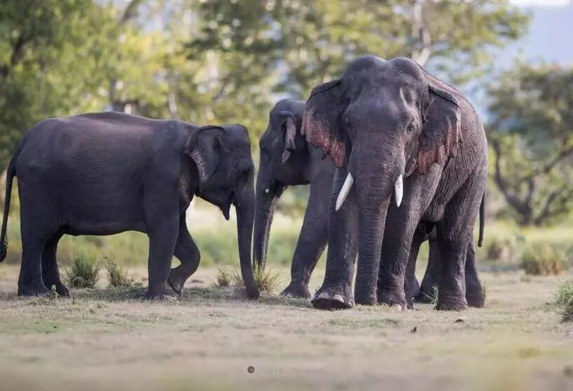 Majatalo Wilpattu Dolosmahe