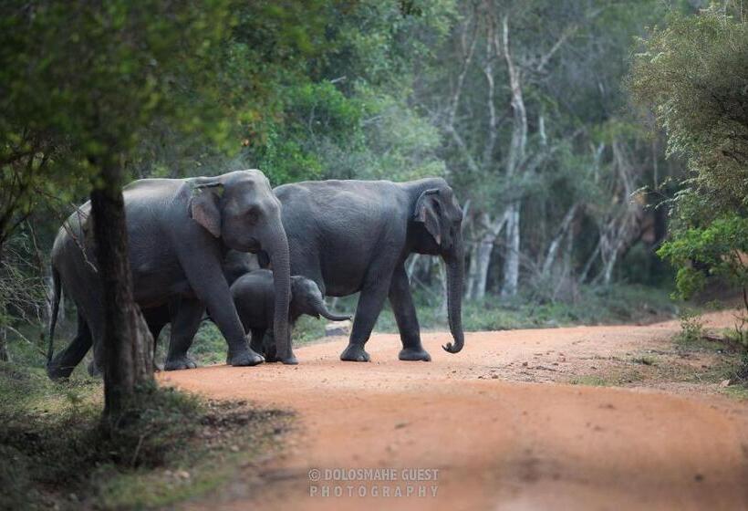 膳宿费 Wilpattu Dolosmahe