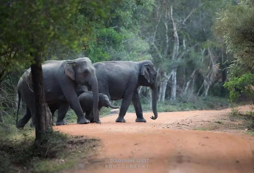 Majatalo Wilpattu Dolosmahe