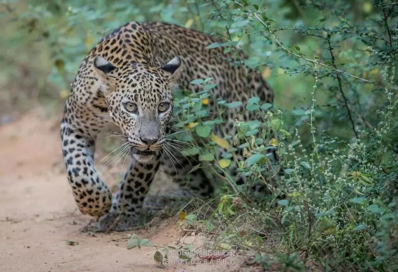 Majatalo Wilpattu Dolosmahe