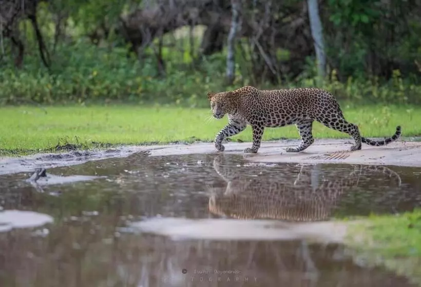 Majatalo Wilpattu Dolosmahe