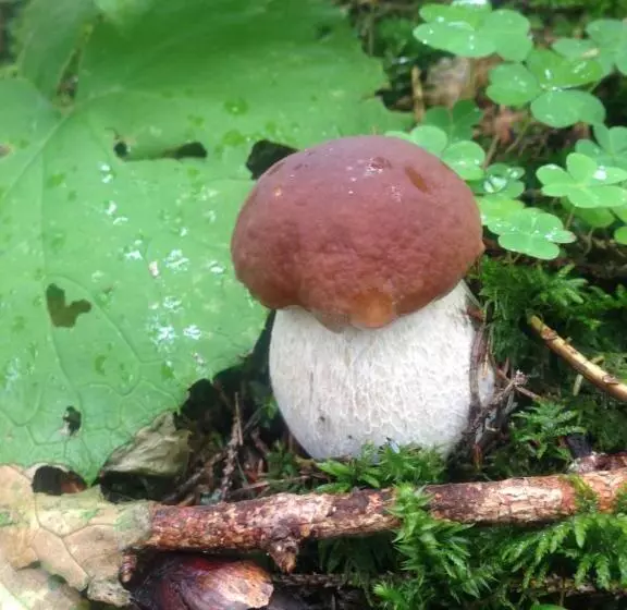 Majatalo Haus Gollas