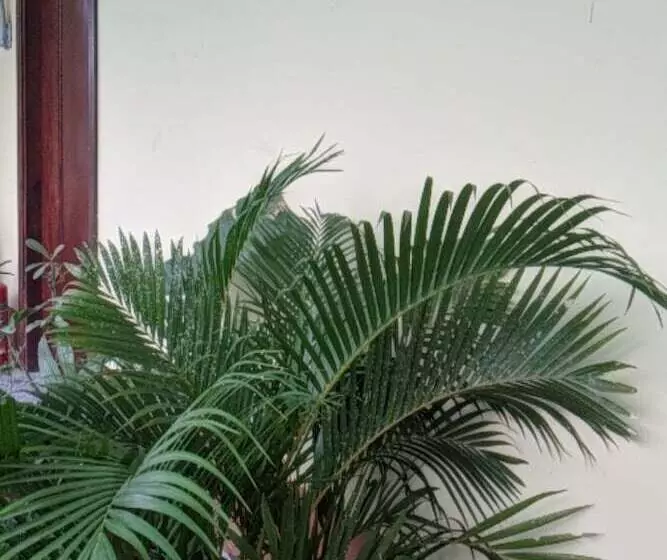 هتل Hoa Anh Dao Garden
