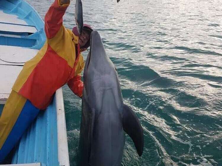 Villas Capitan Petter