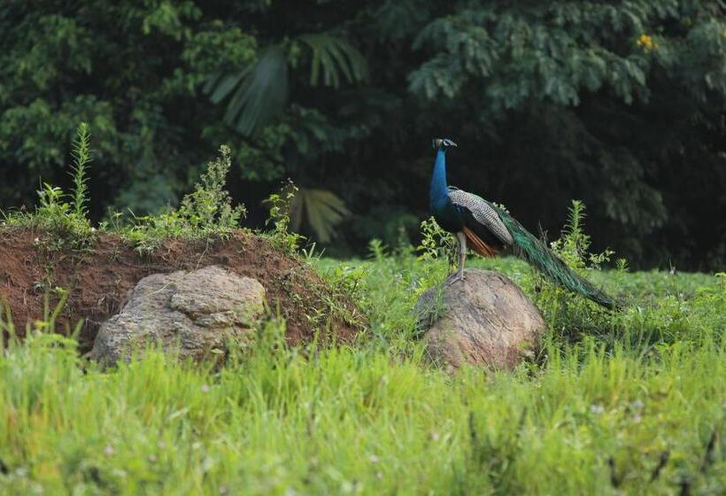 בית מלון כפרי Ella Jungle Resort