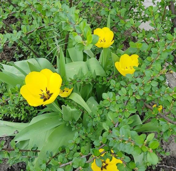 Róza Hotel és Apartmanház