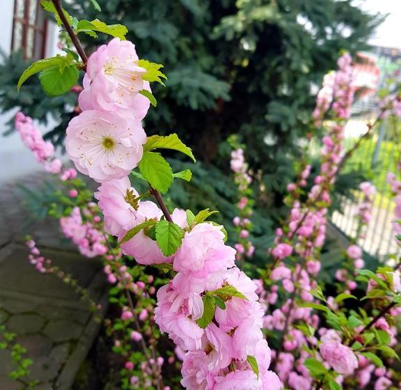 Róza Hotel és Apartmanház