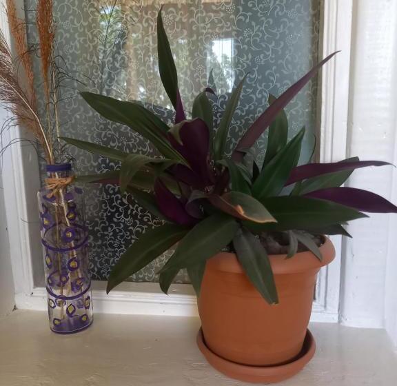 پانسیون Selina Guest House