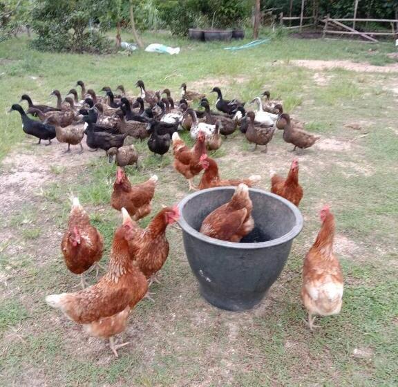 호텔 ปารมีฟาร์มสเตย์